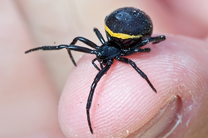 Femmina Steatoda paykulliana